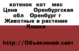 котенок  кот 2 мес › Цена ­ 10 - Оренбургская обл., Оренбург г. Животные и растения » Кошки   